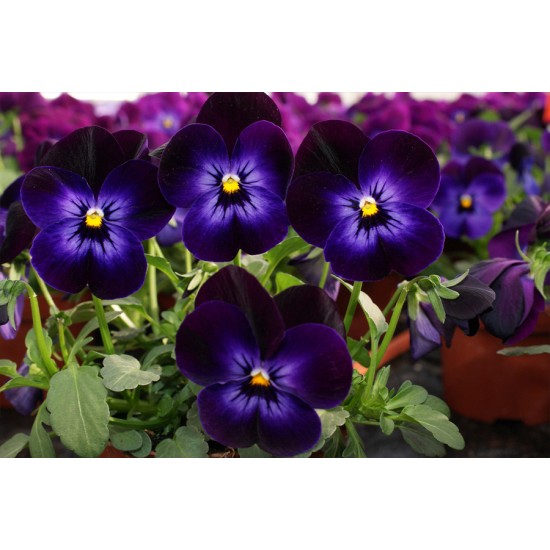 Seminte VIOLA x cornuta CORINA F1 Black Eye 1000s
