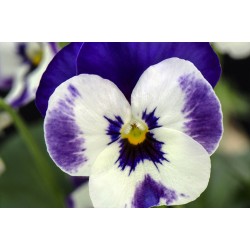 Seminte VIOLA x cornuta CORINA F1 Deep Blue White 1000s