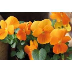 Seminte VIOLA x cornuta CORINA F1 Deep Orange 1000s