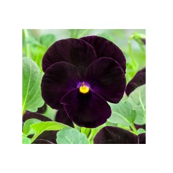 Seminte VIOLA x cornuta CORINA F1 Full Black 1000s