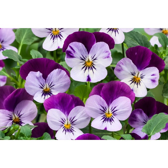 Seminte VIOLA x cornuta CORINA F1 Lilac Purple Wing 1000s