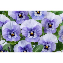 Seminte VIOLA x cornuta CORINA F1 Marina 1000s