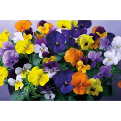 Seminte VIOLA x cornuta CORINA F1 Mix Full 1000s