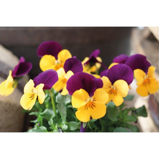 Seminte VIOLA x cornuta CORINA F1 Orange Purple Wing 1000s