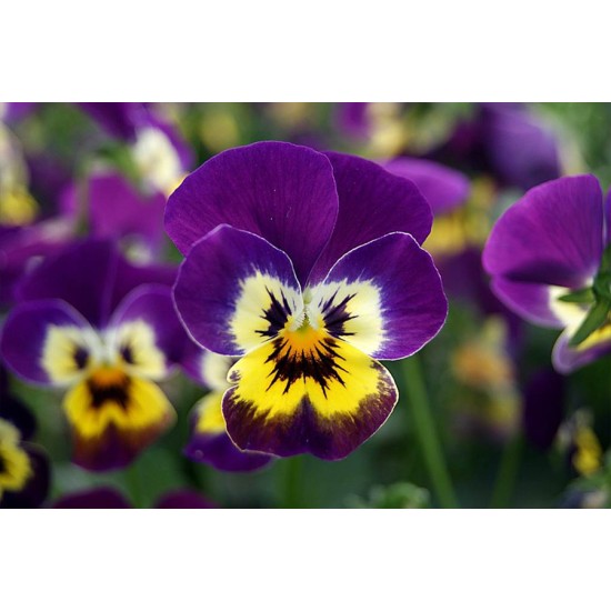 Seminte VIOLA x cornuta CORINA F1 Purple Yellow Face 1000s