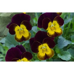 Seminte VIOLA x cornuta CORINA F1 Ruby Gold 1000s
