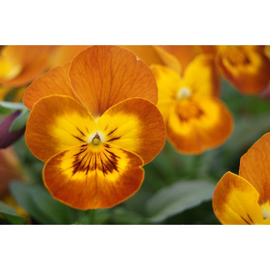 Seminte VIOLA x cornuta CORINA F1 Teracotta 1000s