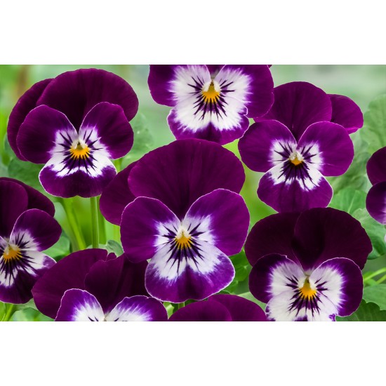 Seminte VIOLA x cornuta CORINA F1 Violet Eye 1000s