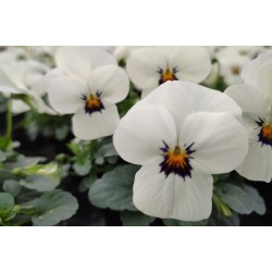 Seminte VIOLA x cornuta CORINA F1 White Blotch 1000s