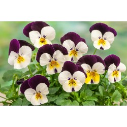 Seminte VIOLA x cornuta CORINA F1 White Purple Wing 1000s