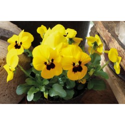 Seminte VIOLA x cornuta CORINA F1 Yellow Blotch 1000s