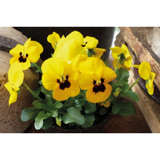 Seminte VIOLA x cornuta CORINA F1 Yellow Blotch 1000s