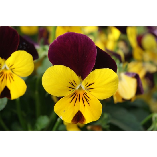 Seminte VIOLA x cornuta CORINA F1 Yellow Red Wing 1000s