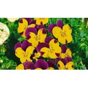 Seminte VIOLA x cornuta FOUR SEASONS F1 Yellow Purple Wing 1000s