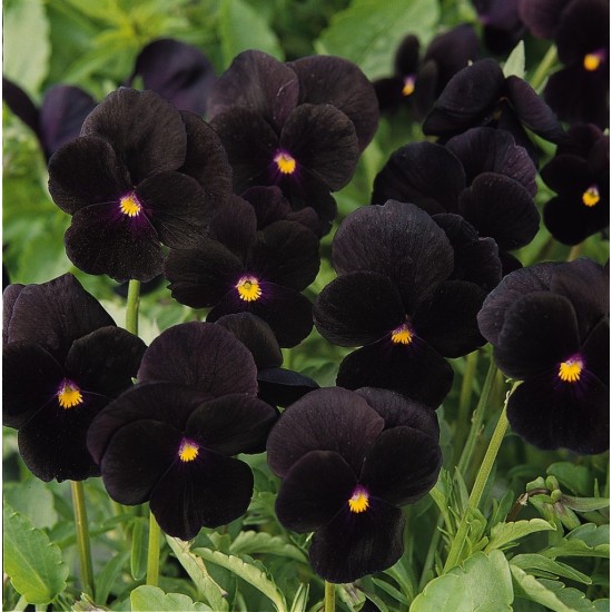 Seminte VIOLA x cornuta SORBET F1 Black Delight 1000s