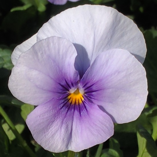 Seminte VIOLA x cornuta SORBET F1 Blue Icy 1000s