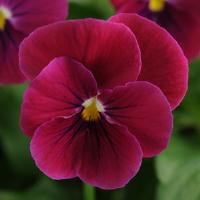 Seminte VIOLA x cornuta SORBET F1 Carmine Rose 1000s