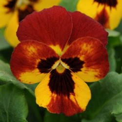 Seminte VIOLA x cornuta SORBET F1 Fire 1000s