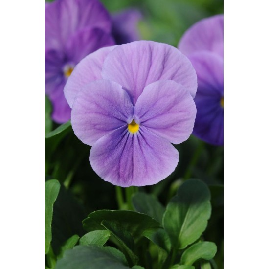Seminte VIOLA x cornuta SORBET F1 Lavender Pink 1000s