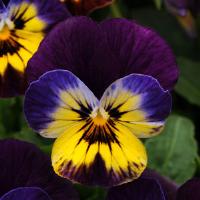 Seminte VIOLA x cornuta SORBET F1 Midnight Glow 1000s