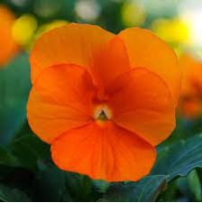 Seminte VIOLA x cornuta SORBET XP F1 Orange Deep 1000s