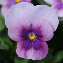 Seminte VIOLA x cornuta SORBET F1 Orchid Rose Beacon 1000s