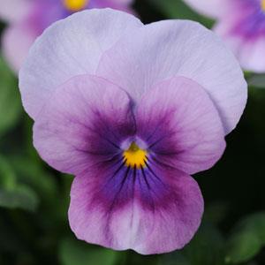 Seminte VIOLA x cornuta SORBET F1 Orchid Rose Beacon 1000s