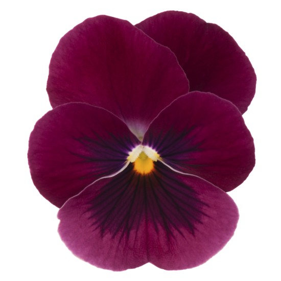 Seminte VIOLA x cornuta SORBET XP F1 Rose Blotch 1000s