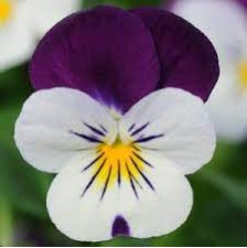 Seminte VIOLA x cornuta SORBET XP F1 White Jump Up 1000s