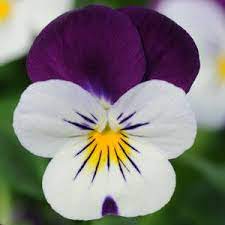 Seminte VIOLA x cornuta SORBET XP F1 White Jump Up 1000s