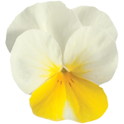 Seminte VIOLA x cornuta SORBET F1 Yellow Beacon 1000s