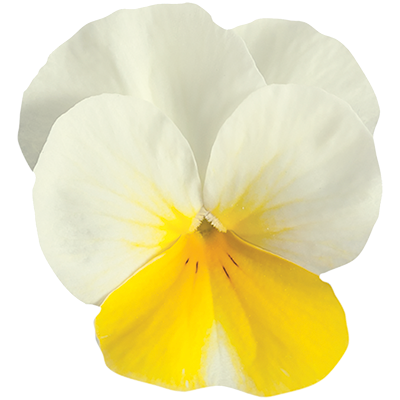 Seminte VIOLA x cornuta SORBET F1 Yellow Beacon 1000s