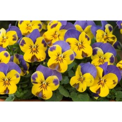 Seminte VIOLA x cornuta SORBET F1 Yellow Blue Jump Up 1000s