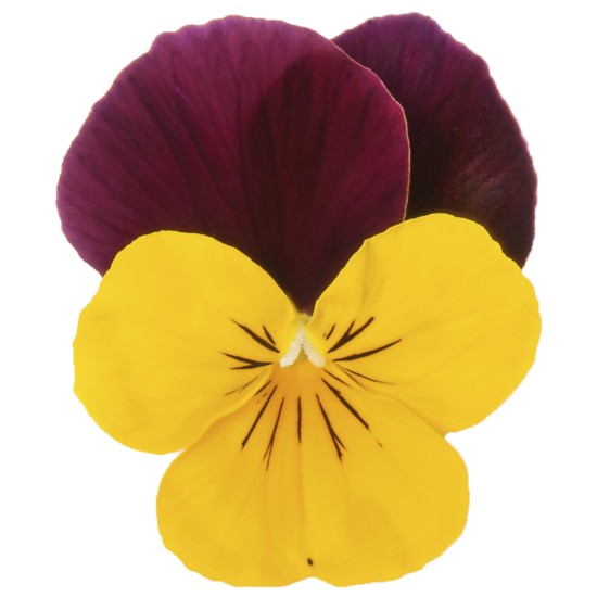 Seminte VIOLA x cornuta SORBET XP F1 Yellow Burgundy Jump Up 1000s