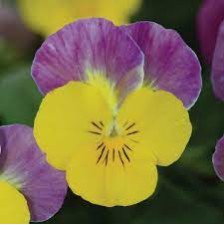 Seminte VIOLA x cornuta SORBET XP F1 Yellow Pink Jump Up 1000s