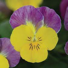 Seminte VIOLA x cornuta SORBET XP F1 Yellow Pink Jump Up 1000s