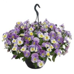 Seminte VIOLA x wittrockiana HIGHFLYER F1 Light Violet Shades 1000s