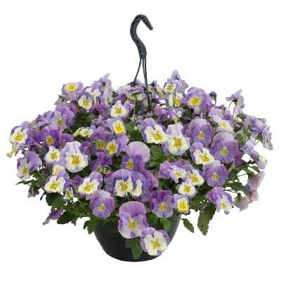 Seminte VIOLA x wittrockiana HIGHFLYER F1 Light Violet Shades 1000s