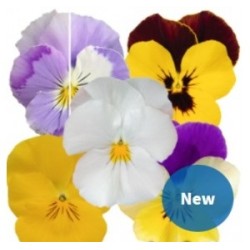 Seminte VIOLA x wittrockiana HIGHFLYER F1 Mix 1000s