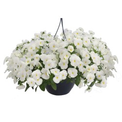 Seminte VIOLA x wittrockiana HIGHFLYER F1 White 1000s