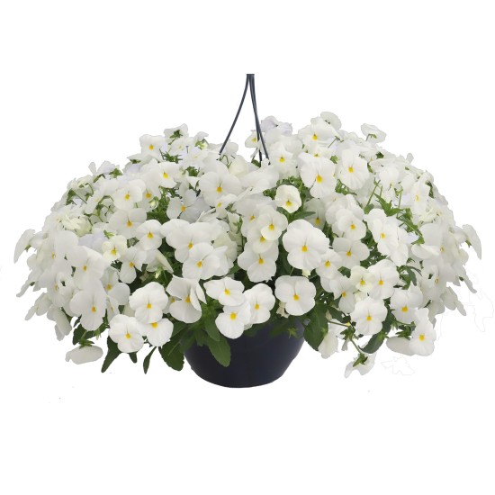 Seminte VIOLA x wittrockiana HIGHFLYER F1 White 1000s