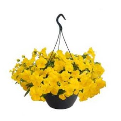 Seminte VIOLA x wittrockiana HIGHFLYER F1 Yellow 1000s