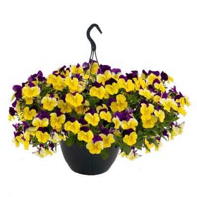 Seminte VIOLA x wittrockiana HIGHFLYER F1 Yellow Purple Wing 500s