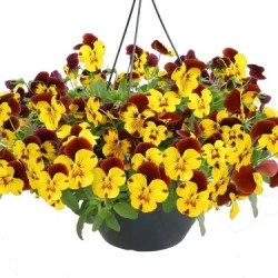 Seminte VIOLA x wittrockiana HIGHFLYER F1 Yellow Red Wing 1000s