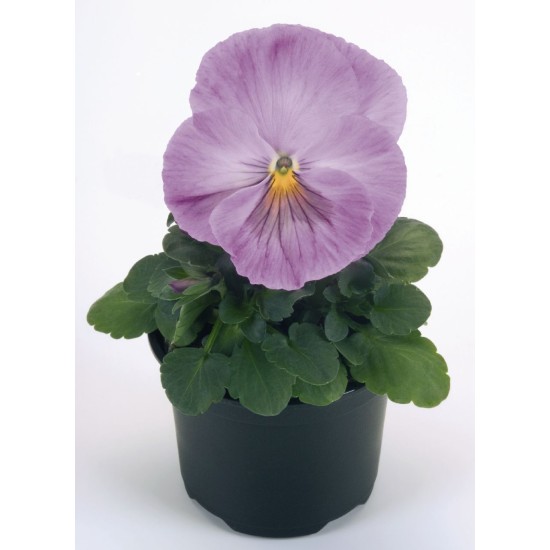 Seminte VIOLA wittrockiana INSPIRE F1 Lavander Pink 1000s