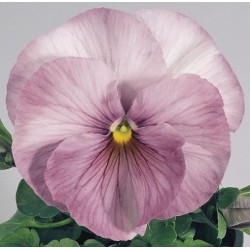 Seminte VIOLA wittrockiana INSPIRE F1 Lilac Shades 1000s