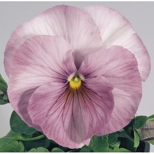 Seminte VIOLA wittrockiana INSPIRE F1 Lilac Shades 1000s