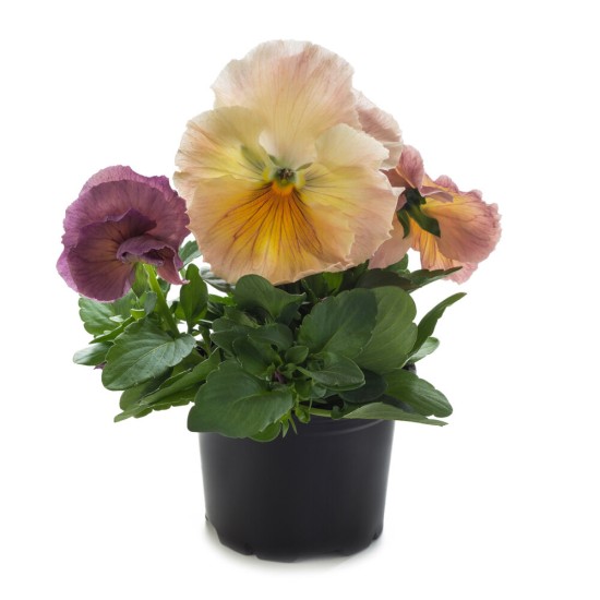 Seminte VIOLA wittrockiana INSPIRE F1 Peach Shades 1000s