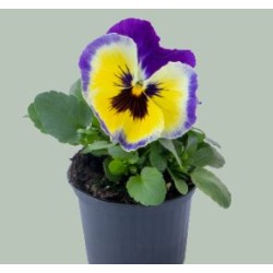 Seminte VIOLA wittrockiana INSPIRE Plus F1 Blueberry Lemon 1000s
