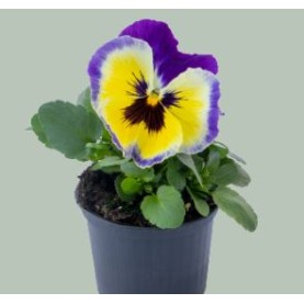 Seminte VIOLA wittrockiana INSPIRE Plus F1 Blueberry Lemon 1000s